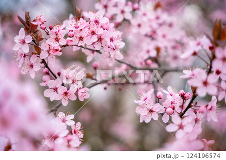 Beautiful spring background with pink flowers of cherry tree in spring time in Prague park 124196574
