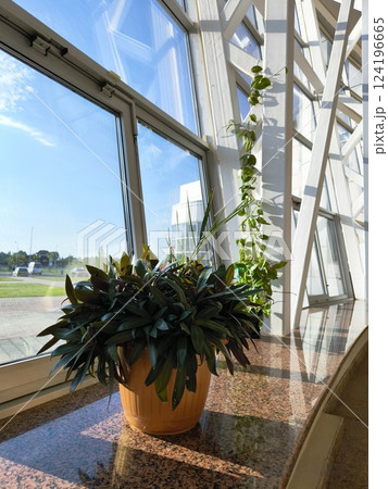 An evergreen plant in a pot on the background of panoramic windows 124196665