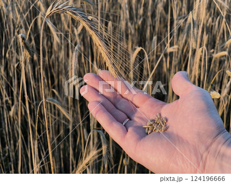 A grain in a man's hand. Rye field, grain field, field of rye ears, ripening rye 124196666