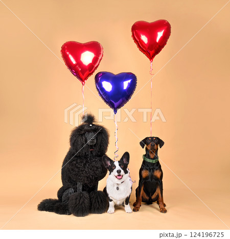 Three cute dogs with red balloons in shape of heart 124196725
