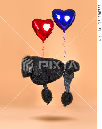 Poodle with flying balloons in shape of heart 124196728
