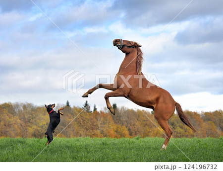 Horse and dog stands on hind legs 124196732