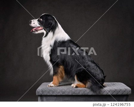 Sitting Australian Shepherd dog Sitting Australian Shepherd dog 124196755