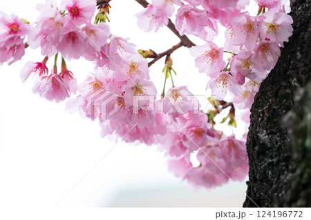 開花したばかりの桜 開花したばかりの桜 124196772