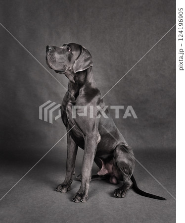 Great Dane dog sitting 124196905