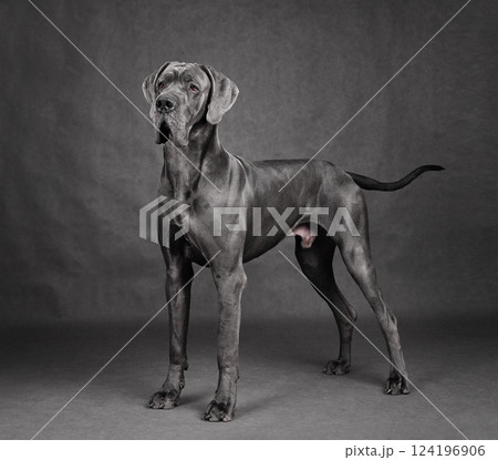 Standing Great Dane dog 124196906