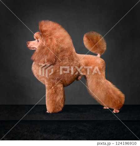 Beautiful apricot toy poodle Beautiful apricot toy poodle 124196910