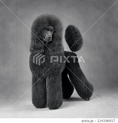 Standing black standard poodle 124196917