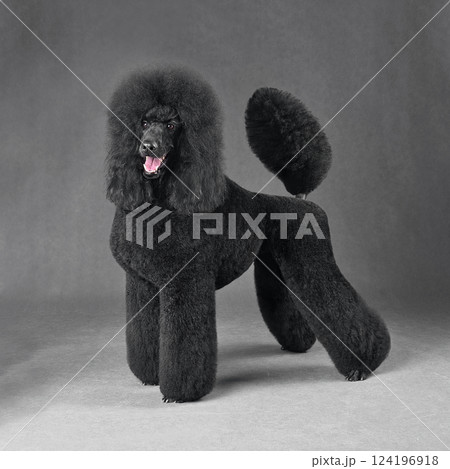 Beautiful black standard poodle 124196918