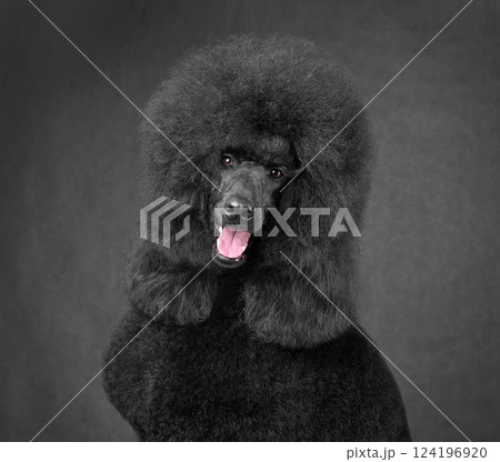Cute black poodle 124196920