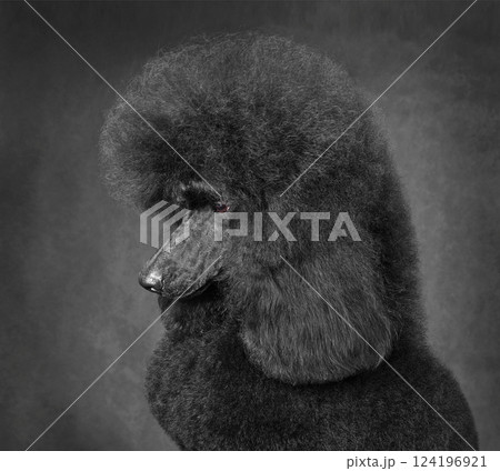 Beautiful black poodle 124196921