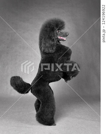 Dancing black poodle 124196922