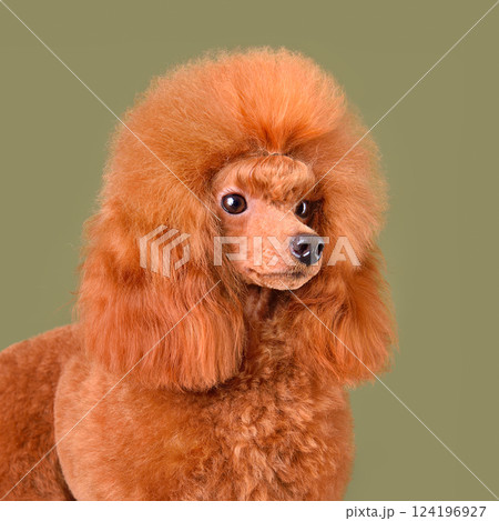 Portrait of apricot toy poodle 124196927