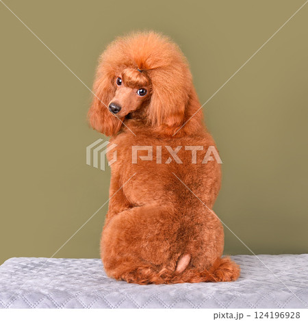 Sitting apricot poodle 124196928