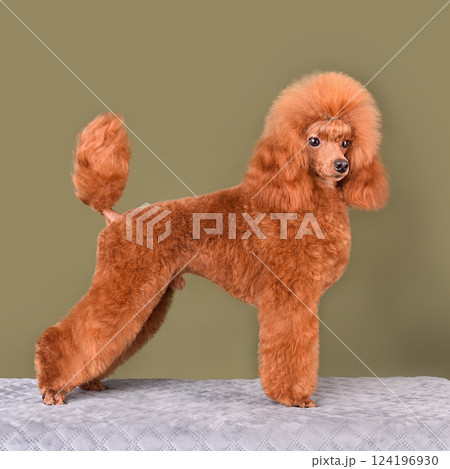 Standing bright apricot poodle Standing bright apricot poodle 124196930