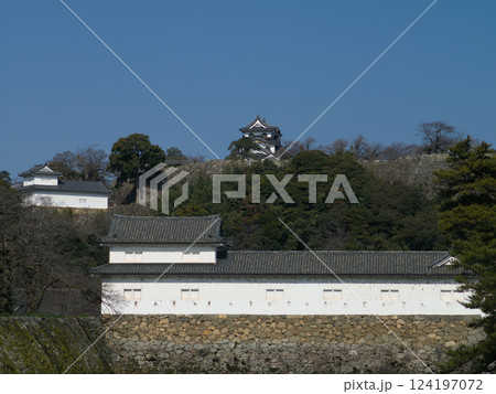 春の彦根城の印象 124197072