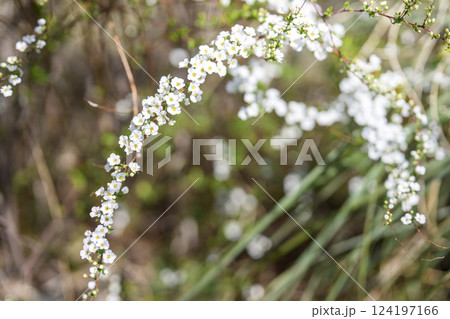ユキヤナギの花 小さい花 白い花 春の花 ユキヤナギの花 小さい花 白い花 春の花 124197166