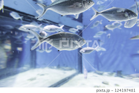 Fishes in aquarium environment 124197481