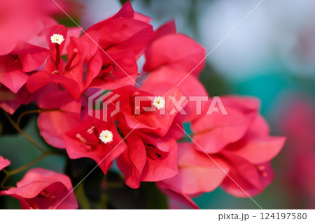 Bougainvillea or paper flower , red paper flower Bougainvillea or paper flower , red paper flower 124197580