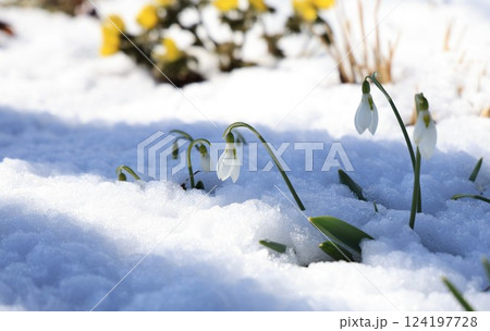 雪の中からひっそりと顔を出すスノードロップ-長野県駒ケ根市 124197728