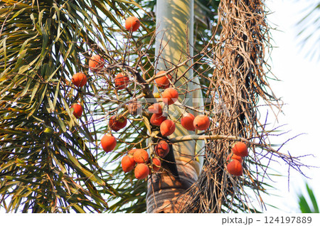 Normanbya normanbyi, Wodyetia bifurcata AK Irvine or Foxtail palm or ARECACEAE or PALMAE leaves or leaves of betel palm or betel nut or seeds of palm and sky 124197889