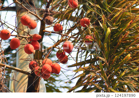 Normanbya normanbyi, Wodyetia bifurcata AK Irvine or Foxtail palm or ARECACEAE or PALMAE leaves or leaves of betel palm or betel nut or seeds of palm and sky 124197890