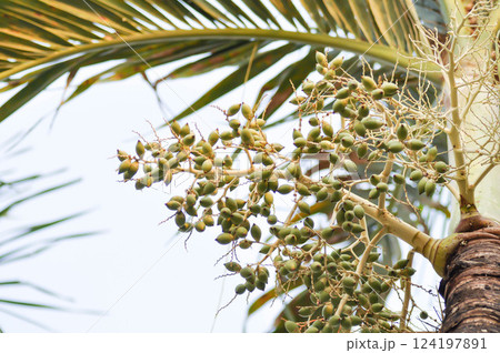 palm seed or Roystonea regia  or Cuban royal palm, ARECACEAE 124197891