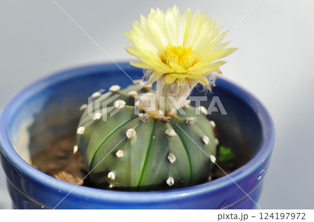 Astrophytum asteriias flower or cactus in the flower pot or Astrophytum or Astrophytum asteriias 124197972