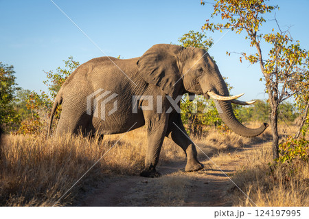 African bush elephant crosses track lifting foot 124197995