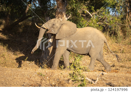 African bush elephant passes tree lifting head 124197996