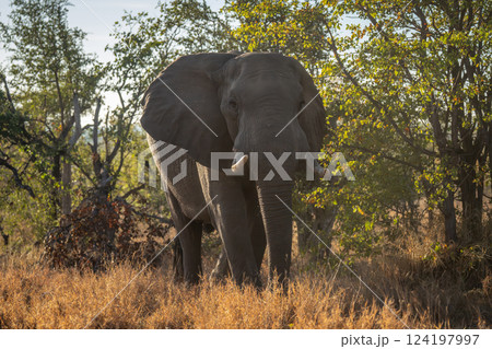 African bush elephant stands surrounded by trees 124197997