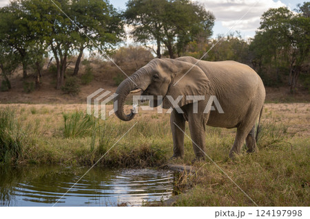 African elephant drinking from waterhole in clearing African elephant drinking from waterhole in clearing 124197998