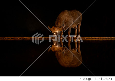 Cape buffalo stands drinking from dark waterhole Cape buffalo stands drinking from dark waterhole 124198024