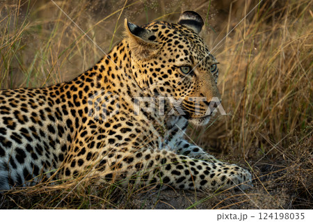 Close-up of male leopard lying looking ahead Close-up of male leopard lying looking ahead 124198035