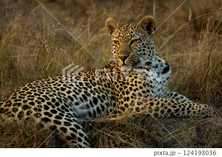 Close-up of male leopard lying looking round Close-up of male leopard lying looking round 124198036