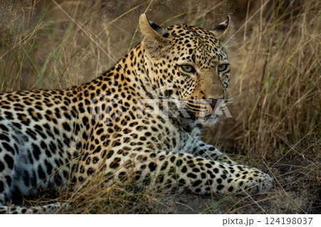 Close-up of male leopard lying turning head 124198037