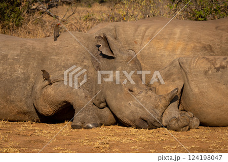 Close-up of three white rhinos lying asleep Close-up of three white rhinos lying asleep 124198047