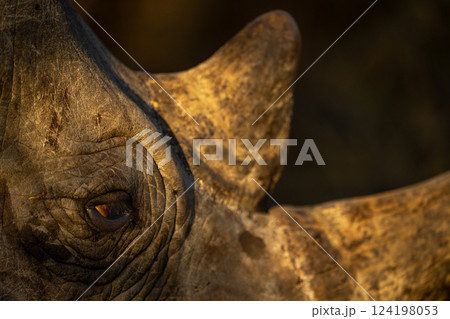Close-up of white rhino eye and horns Close-up of white rhino eye and horns 124198053