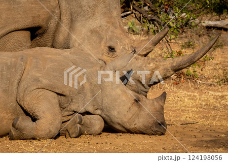 Close-up of white rhino lying with calf Close-up of white rhino lying with calf 124198056