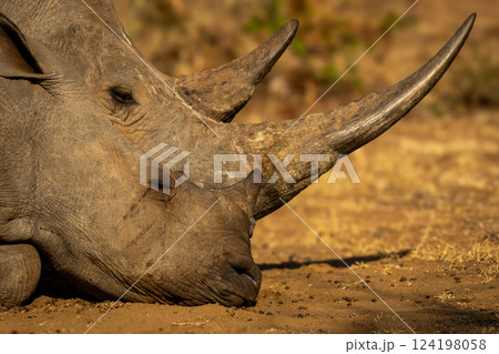 Close-up of white rhino sleeping with calf Close-up of white rhino sleeping with calf 124198058