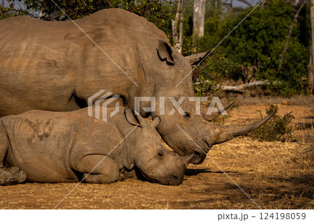 Close-up of white rhino standing beside calf Close-up of white rhino standing beside calf 124198059