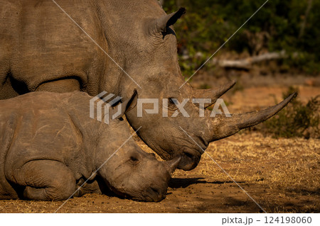 Close-up of white rhino standing by calf Close-up of white rhino standing by calf 124198060