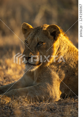 Close-up of young male lion lying resting 124198067