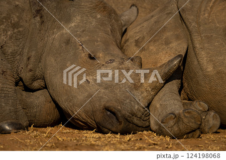 Close-up of young white rhino lying asleep Close-up of young white rhino lying asleep 124198068