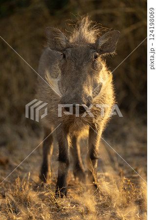 Common warthog stands facing camera near bushes Common warthog stands facing camera near bushes 124198069