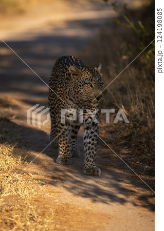 Female leopard walks down track in shade 124198085
