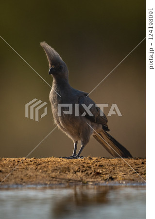 Grey go-away-bird by sunlit waterhole in shadow 124198091