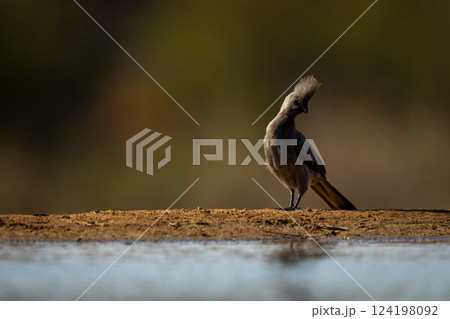 Grey go-away-bird cocking head by sunlit waterhole 124198092