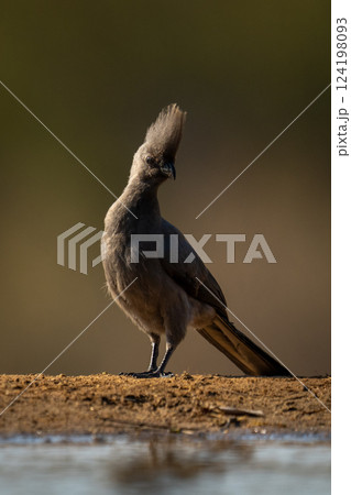 Grey go-away-bird cocks head by sunlit waterhole 124198093