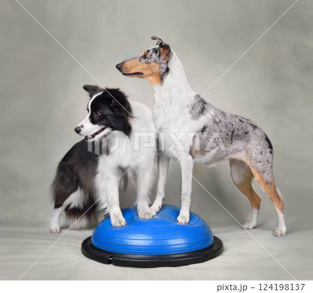 Two Collie dogs on dog fitness trainig Two Collie dogs on dog fitness trainig 124198137